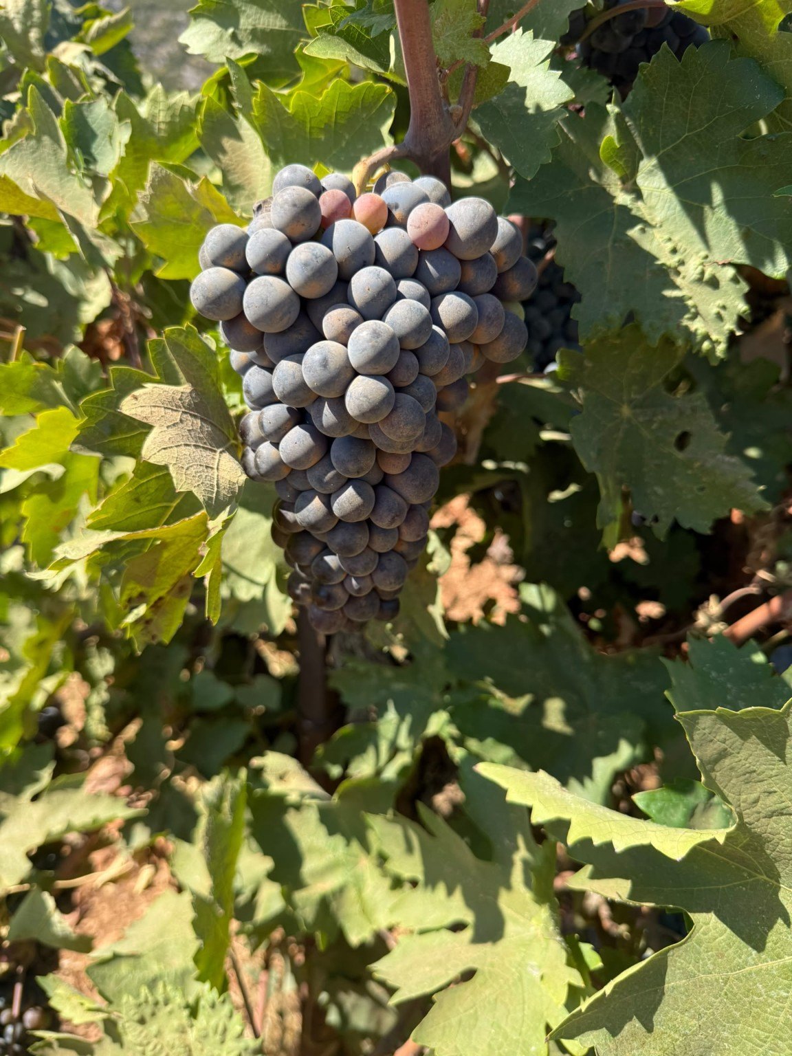 A bunch of grapes developing on the vine