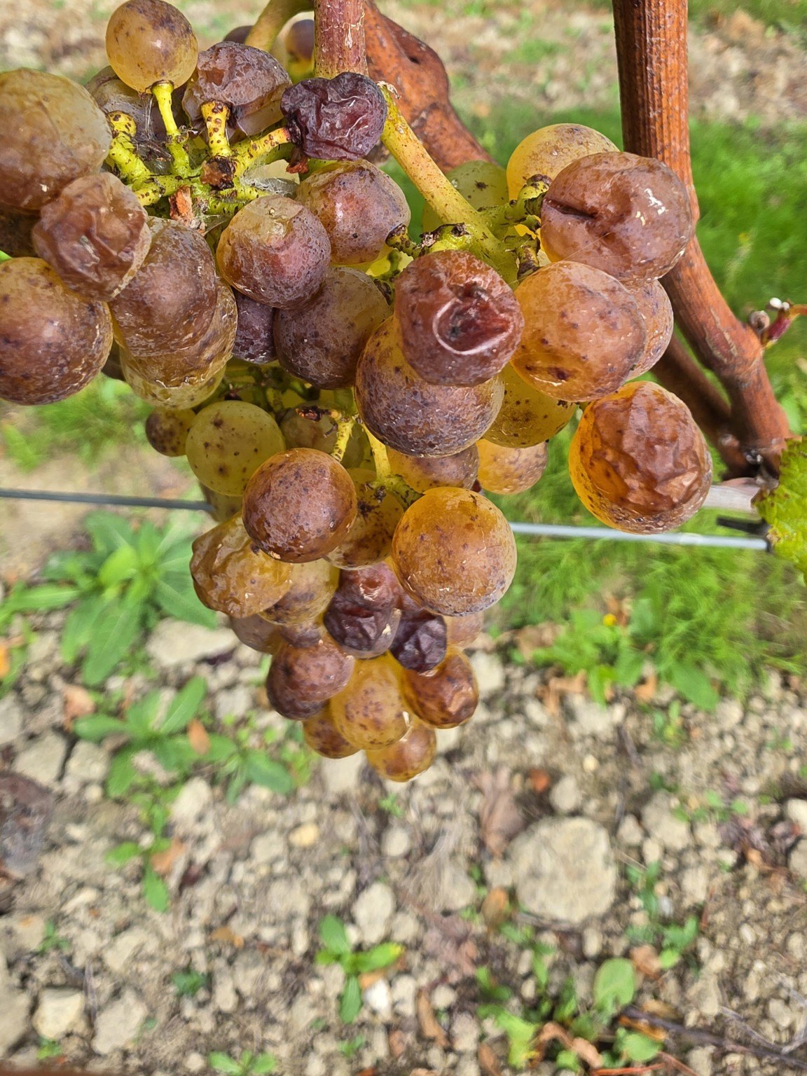 Close-up of shrivelled grape berries on the vine
