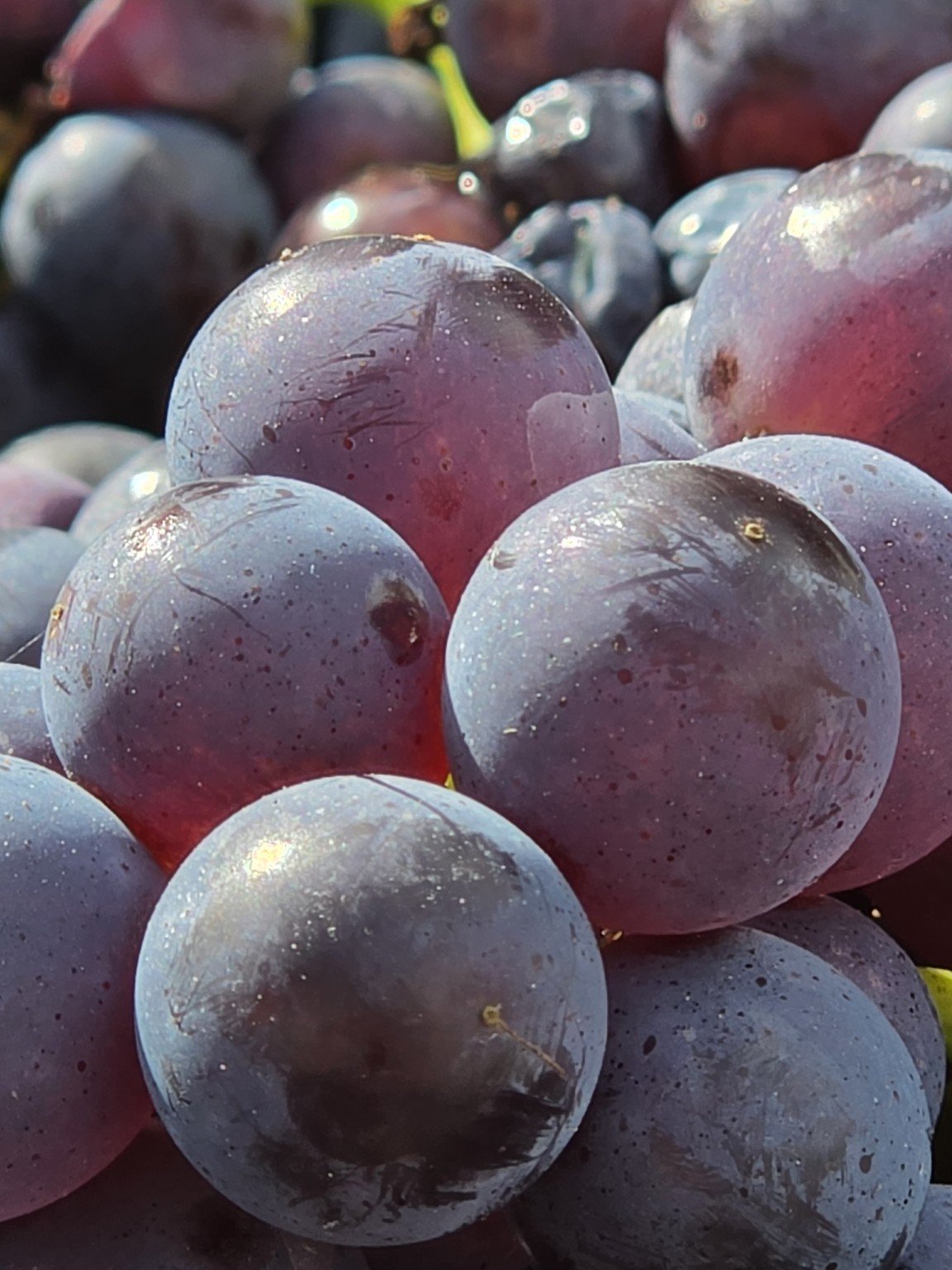 Pinot Noir fruit harvested at Gatcombe