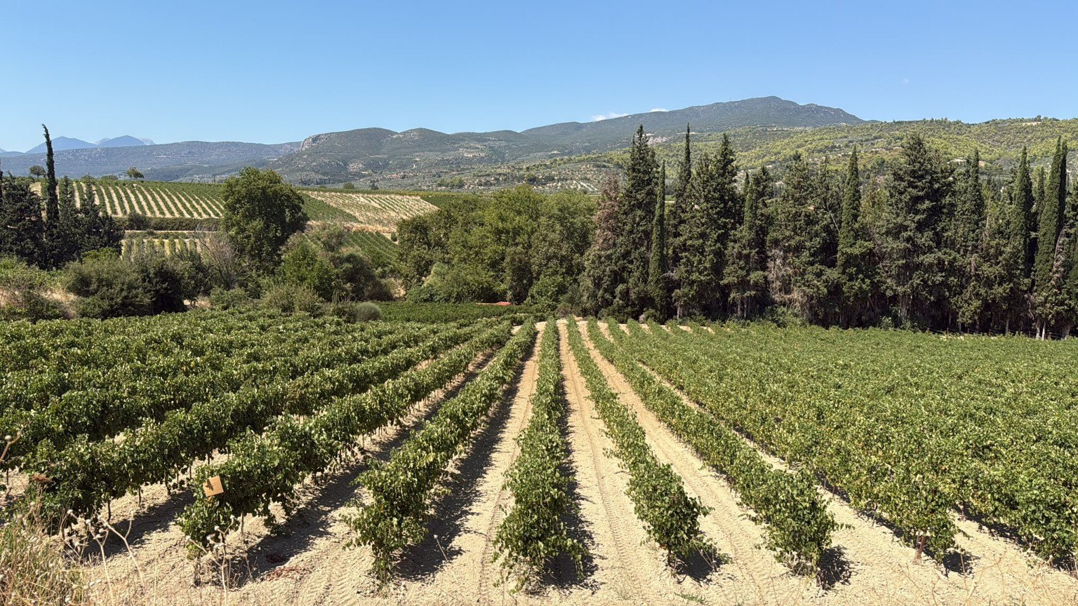 Vineyard rows across a rolling landscape